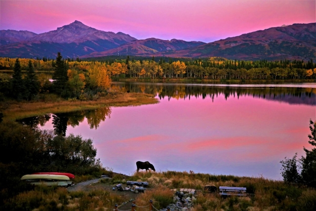 Moose at the lake